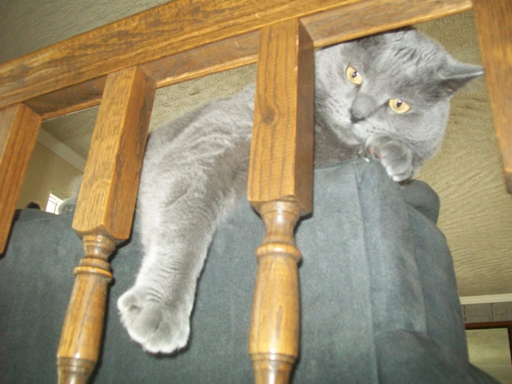 banister troll